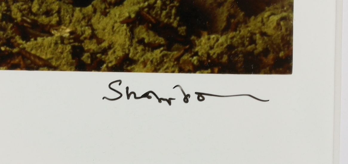 Lord Snowdon (1930 - 2017), chromogenic print, Model riding a black horse, signed, 35 x 30cm